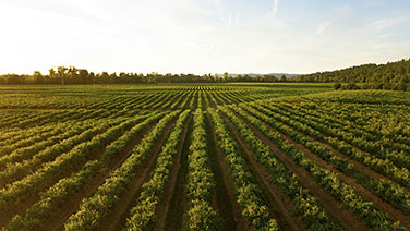 Paesaggio di campi coltivati con colline in lontananza