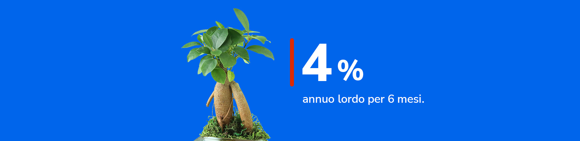 Tasso 4% annuo lordo per 6 mesi vicino ad un ficus.