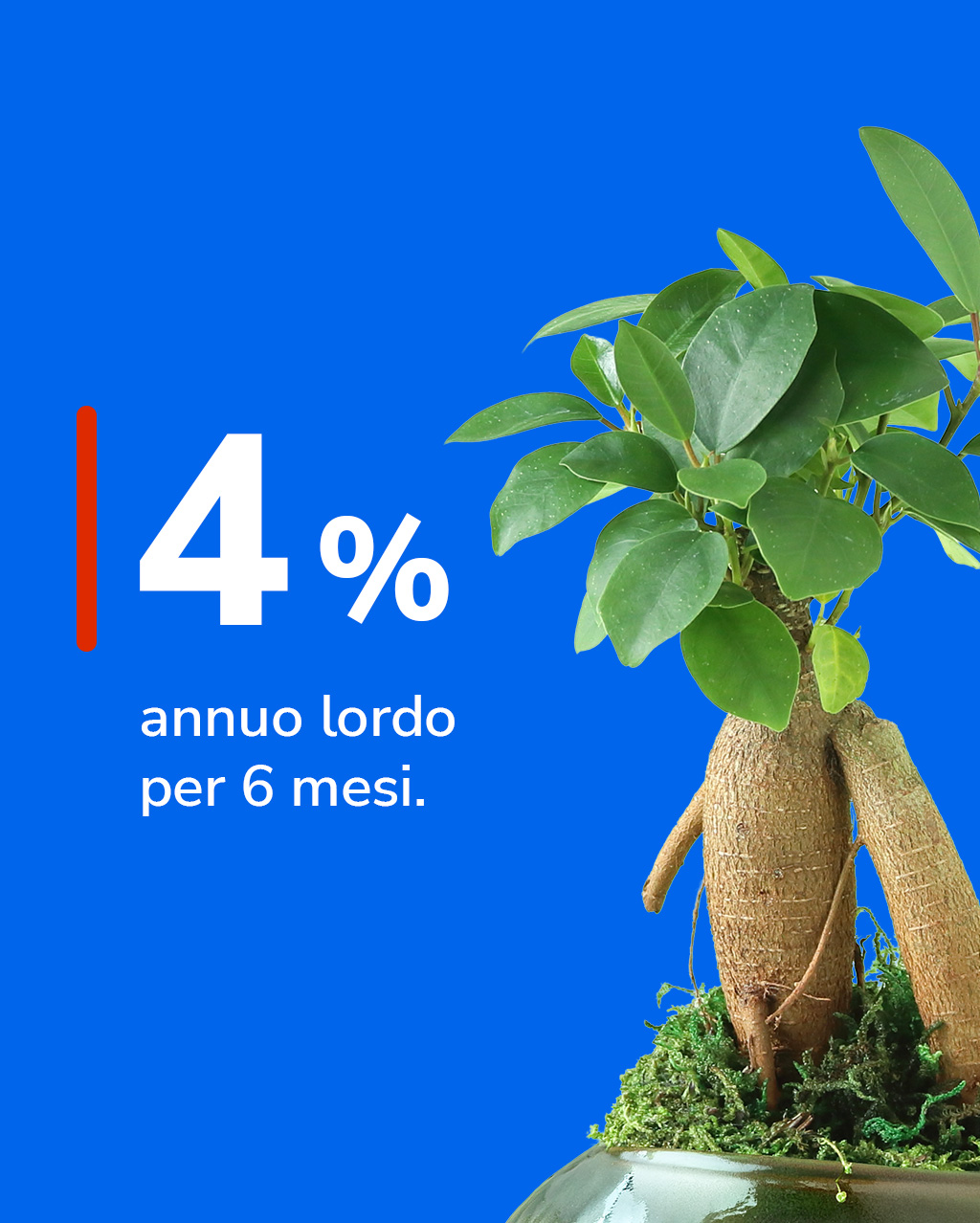 Tasso 4% annuo lordo per 6 mesi vicino ad un ficus.