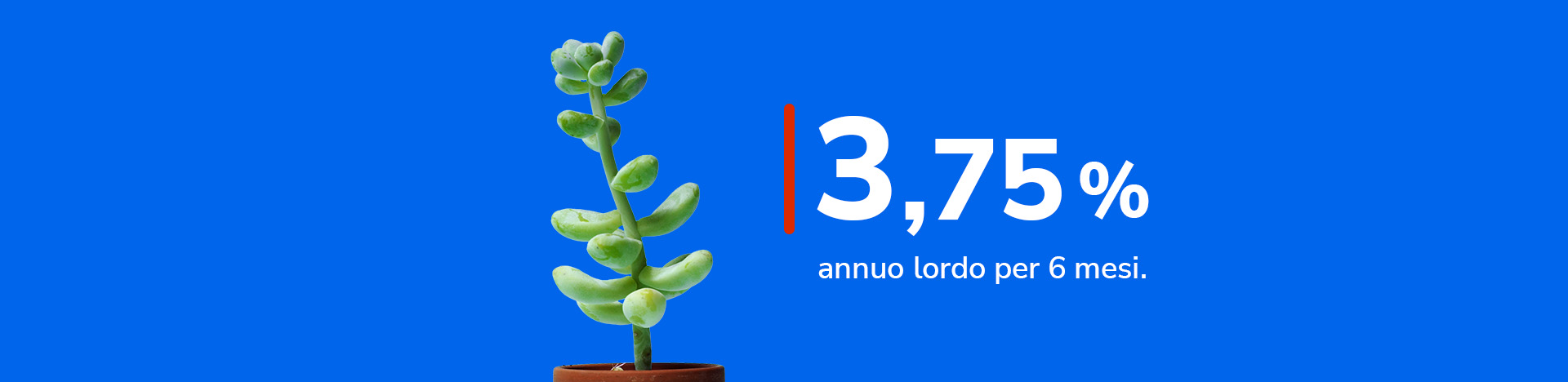 Tasso 3,75% annuo lordo per 6 mesi vicino a pianta grassa.