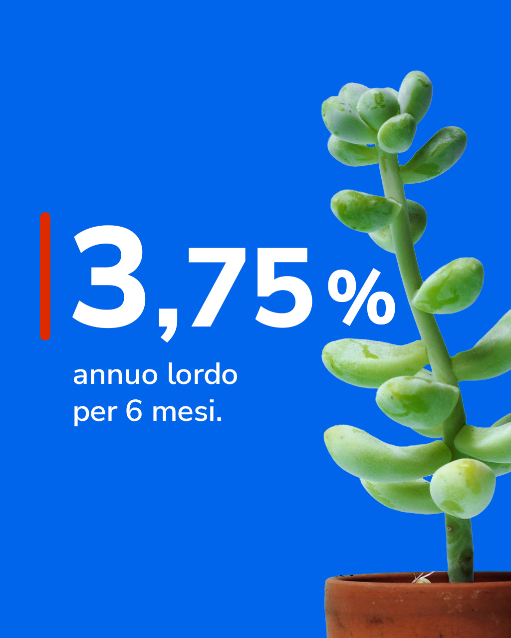Tasso 3,75% annuo lordo per 6 mesi vicino a pianta grassa.