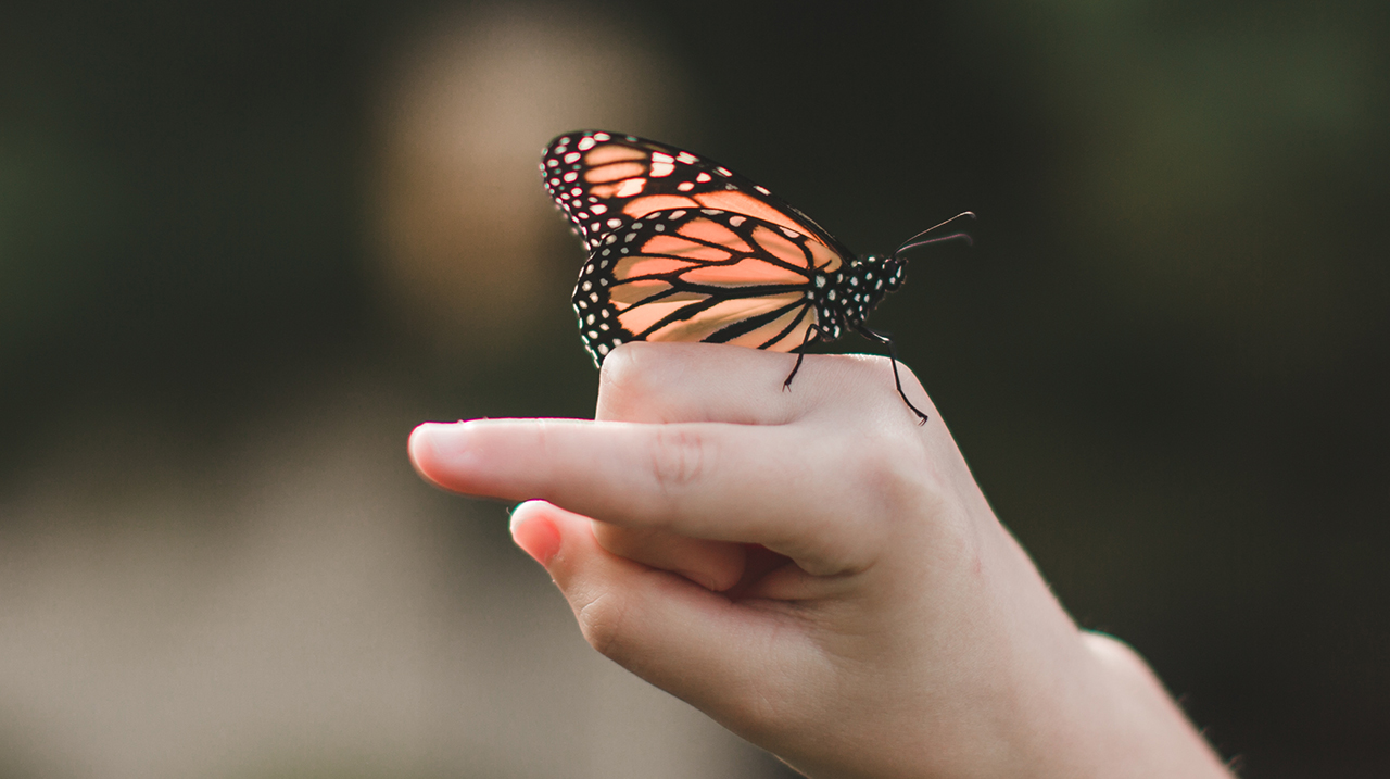 Farfalla monarca di appoggia sulla mano di un bambino.